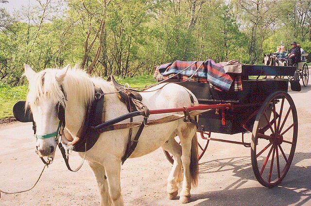 Killarney National Park